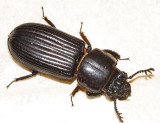 Bess Beetle - Passalidae - Odontotaenius striatopunctatus
