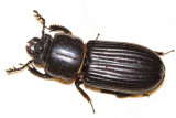 Bess Beetle - Passalidae - Odontotaenius striatopunctatus