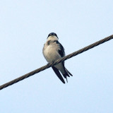 Mangrove Swallow - Tachycineta albilinea