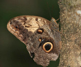 Yellow-fronted Owl Butterfly - Caligo telamonius