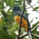 Black-headed Trogon - Trogon melanocephalus