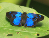 Brilliant Blue Skipper - Paches loxus (male)