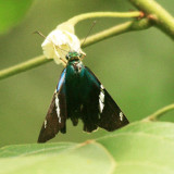 Two-barred Flasher - Astraptes fulgerator