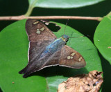 Square-spotted Polythrix - Polythrix caunus