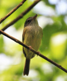 Northern Bentbill - Oncostoma cinereigulare