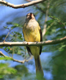 Greenish Elaenia - Myiopagis viridicata