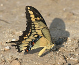  Western Giant Swallowtail - Papilio rumiko 