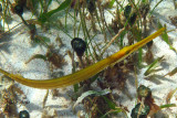 Western Atlantic Trumpetfish - Aulostomus maculatus