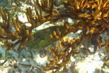 Scrawled filefish - Aluterus scriptus