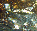 Scrawled filefish - Aluterus scriptus