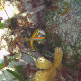 Yellow-headed Wrasse - Halichoeres garnoti (juveniles)