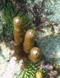 Corky Sea Finger - Briareum asbestinum