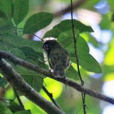 Eye-ringed Flatbill - Rhynchocyclus brevirostris