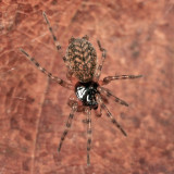 Neoantistea magna (female)
