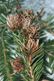 Ragged Spruce Gall Adelgid - Pineus similis