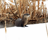 Northern River Otter - Lontra canadensis