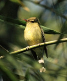 Yellow-bellied Flycatcher - Empidonax flaviventris