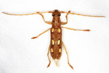 Eburodacrys triocellata