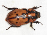 Cyclocephala mafaffa