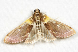 Crambidae - Apilocrocis excelsalis