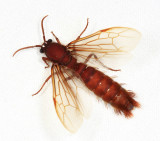 Nomamyrmex esenbecki (male Army Ant)