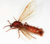 Nomamyrmex esenbecki (male Army Ant)