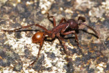 Eciton mexicanum (Army Ant)
