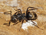 Dolichoderus bispinosus