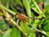 Erythrodiplax fervida (young male)