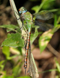 Coryphaeschna adnexa (young female)