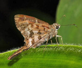 Dorantes Longtail - Urbanus dorantes