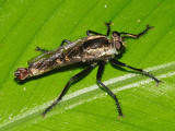 Asilidae - Eicherax sp.