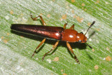 Erotylidae - Languriini