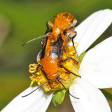 Blister Beetle - Meloidae - Nemognathinae