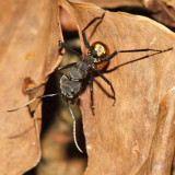 Shimmering Golden Sugar Ant - Camponotus sericeiventris