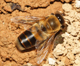 Honey Bee  - Apis mellifera (drone)