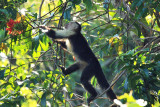 White-faced Capuchin - Cebus capucinus