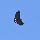 Common Black Hawk - Buteogallus anthracinus