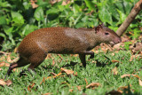 Central American Agouti - Dasyprocta punctata