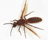 Eciton sp. (male Army Ant)
