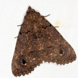 Erebidae - Pseudbarydia sp.