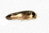 Chrysopeleiinae
