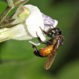 Red-tailed Stingless Bee - Trigona fulviventris 