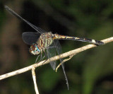 Micrathyria didyma (female)