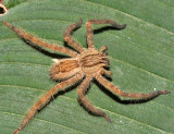 Sales Banana Spider - Cupiennius salei