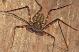 Tailless Whip Scorpion - Phrynus parvulus