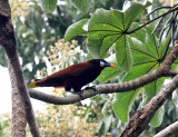 Montezuma Oropendola - Psarocolius montezuma