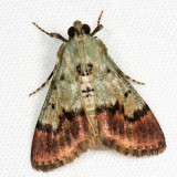 Dimorphic Macalla Moth - Epipaschia superatalis