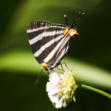 Zebra Cross-streak - Panthiades bathildis