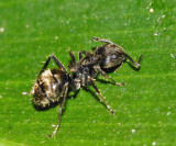 Dolichoderus bispinosus